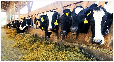 13510809_609013559267685_1178478705432128188_n